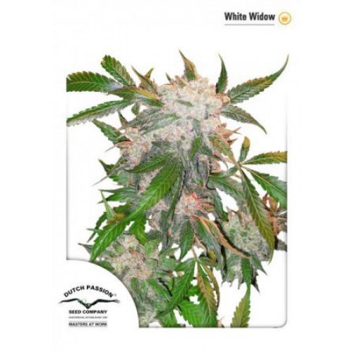White Widow White Widow