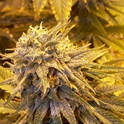 Super Silver Haze Feminized