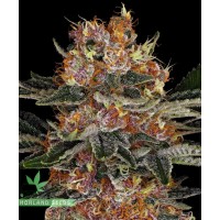 Purple Punch Auto
