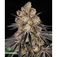 Rainbow Sherbet