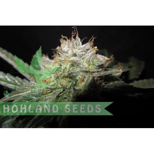 S.A.D. Sweet Afghani Delicious F1 Fast Version S.A.D. Sweet Afghani Delicious F1 Fast Version