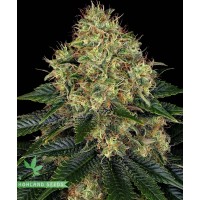 Skywalker OG Auto