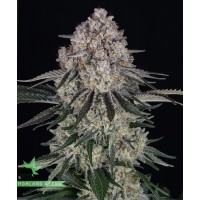 Sour Diesel Auto