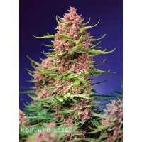Strawberry Cola Sherbet F1 Fast Version Strawberry Cola Sherbet F1 Fast Version
