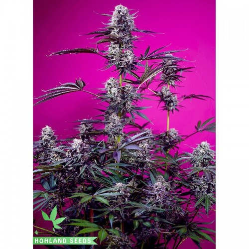 Studio 54 Stardust Auto