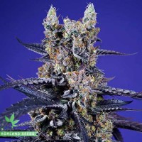 Super Boof XL Auto