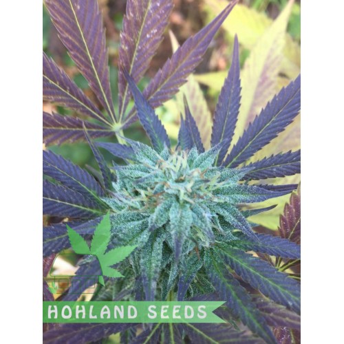 Sweet Mimosa XL Auto