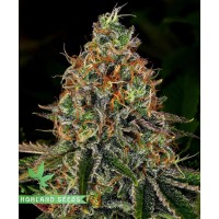 Tangerine Dream Auto Tangerine Dream Auto