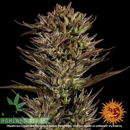 Thin Mint x Sour Pinot Auto