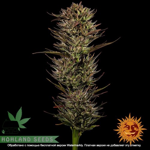 Thin Mint x Sour Pinot Auto