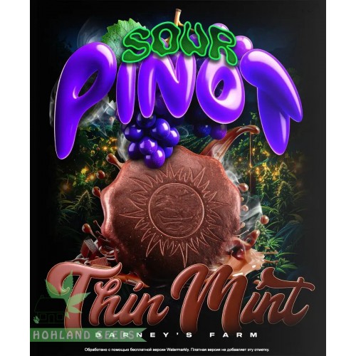 Thin Mint x Sour Pinot Auto