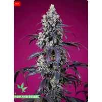 Tropicanna Cherry XL Auto