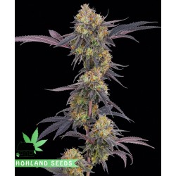 Tropicana Cherry