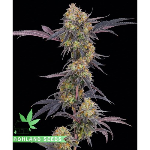 Tropicana Cherry Tropicana Cherry