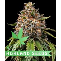 White Widow XXL White Widow XXL