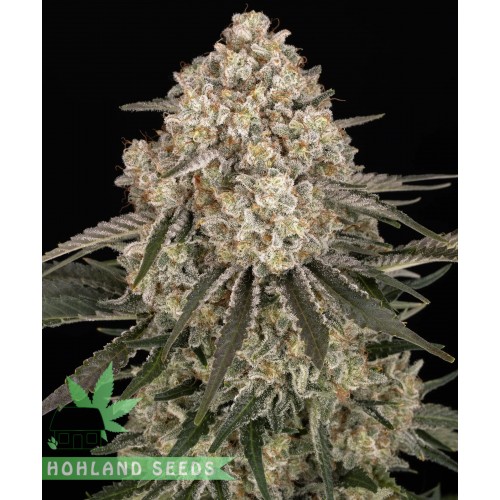 AK47