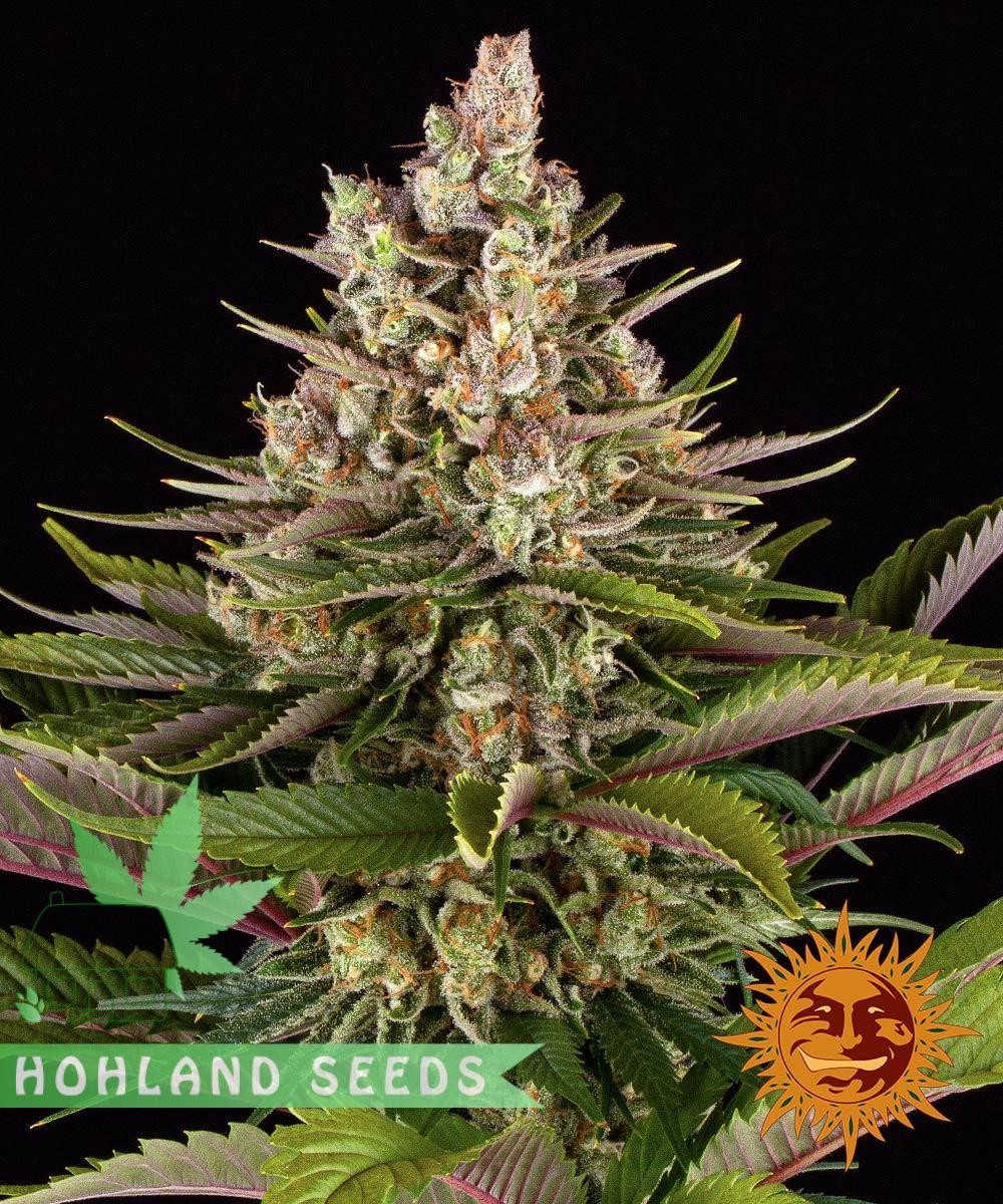 Sour Strawberry Sour Strawberry