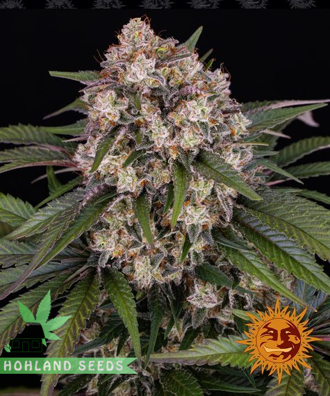 OG Kush Auto OG Kush Auto