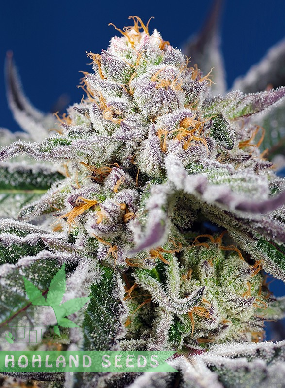 Orange Apricote Glue XL Auto Orange Apricote Glue XL Auto