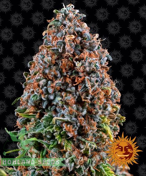 Critical Kush Critical Kush