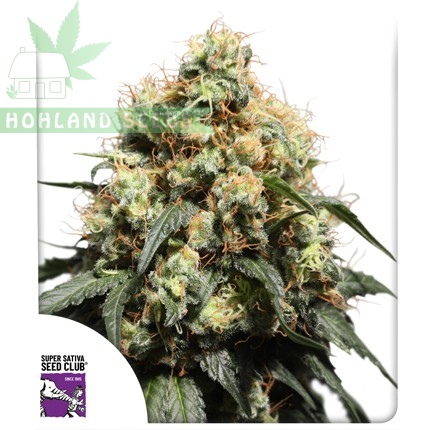 Bruce Lemon Diesel  Bruce Lemon Diesel