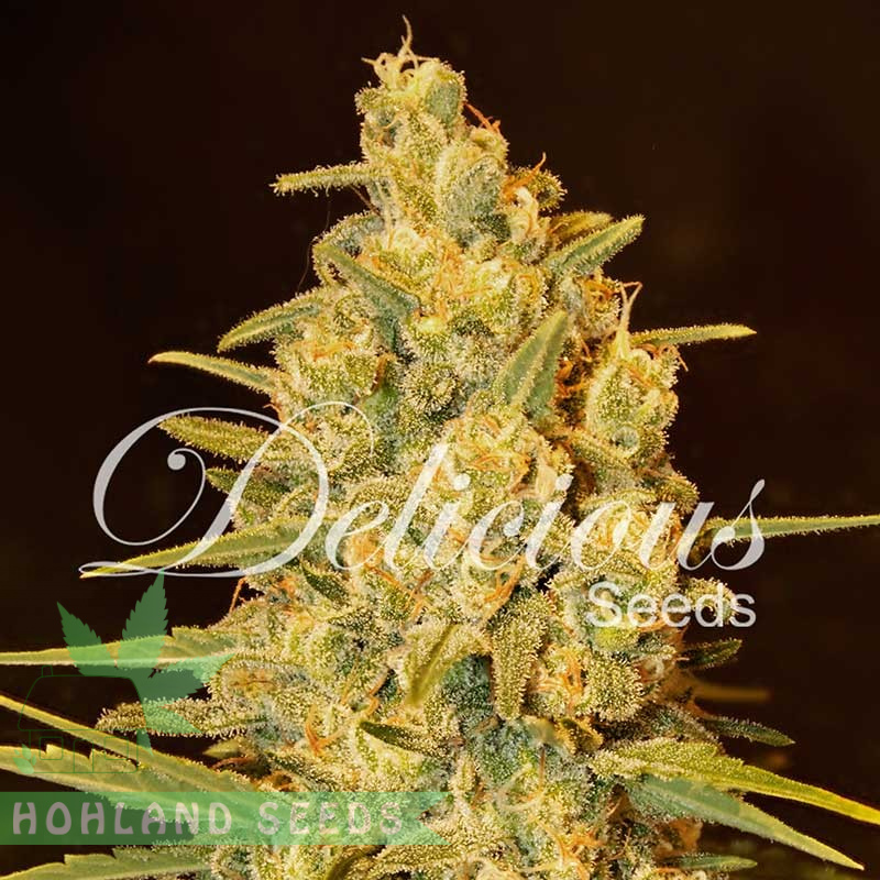 Critical Sensi Star Critical Sensi Star