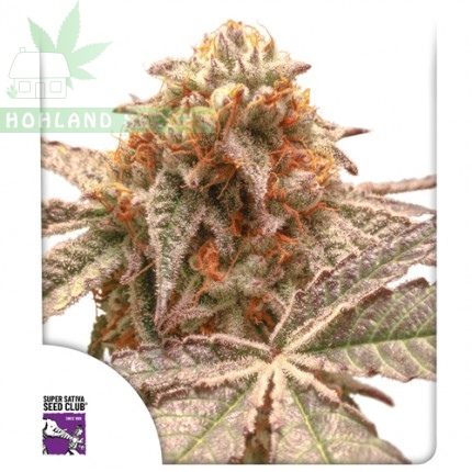Purple OG Punch Purple OG Punch