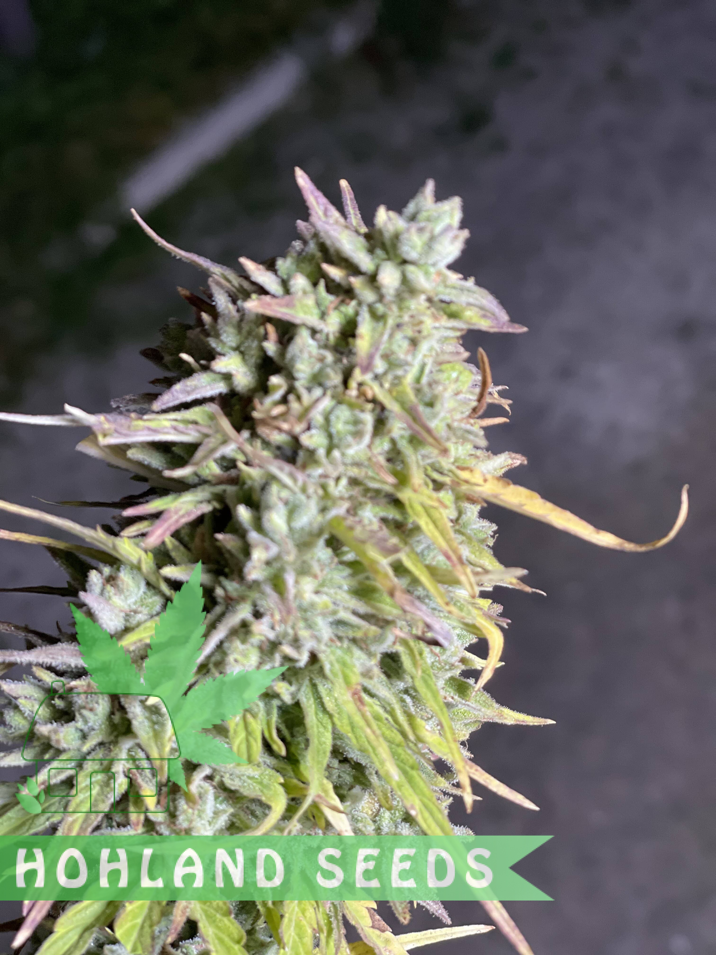 Bruce Lemon Diesel Auto Bruce Lemon Diesel Auto