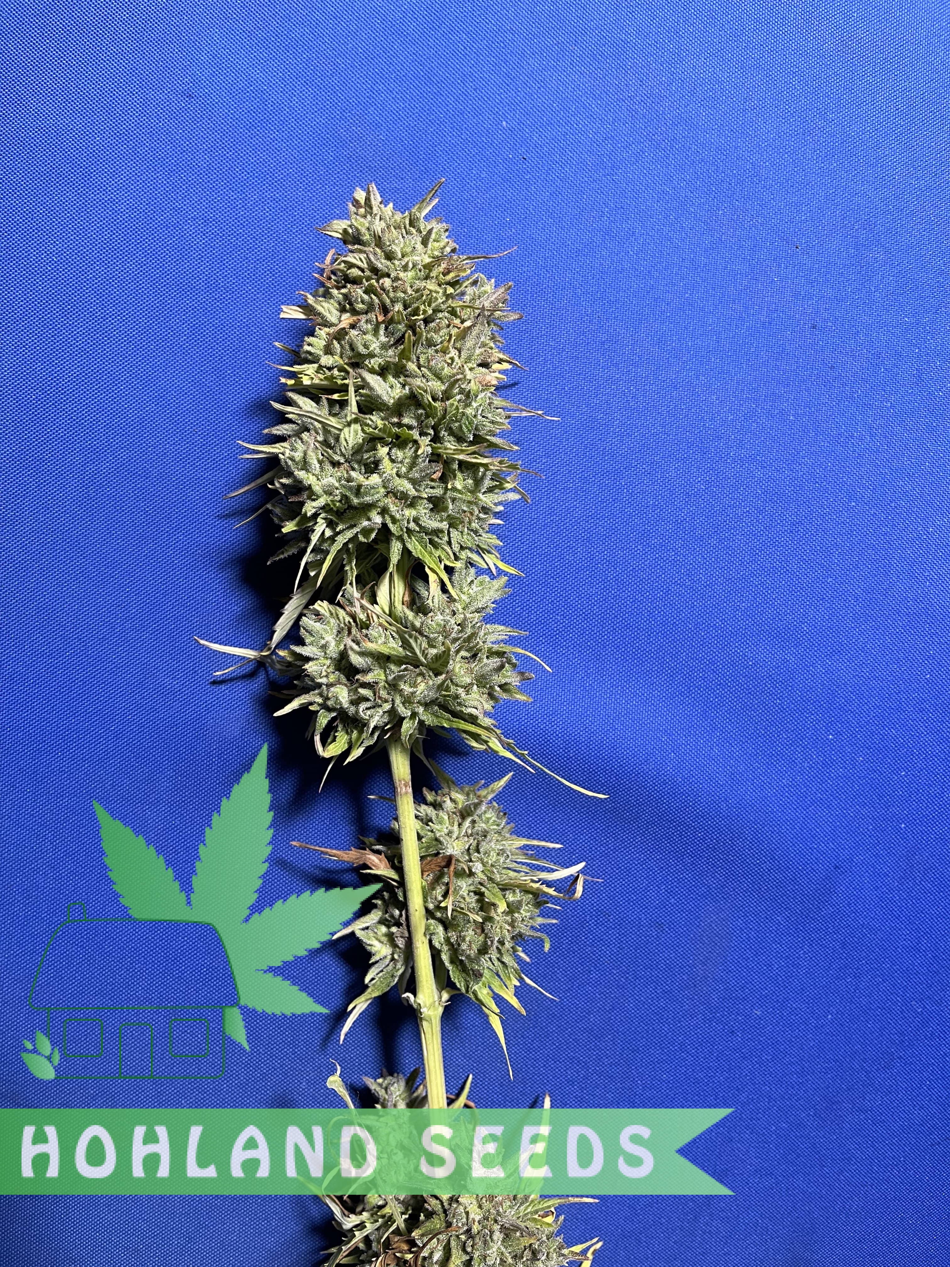 Bruce Lemon Diesel Auto Bruce Lemon Diesel Auto
