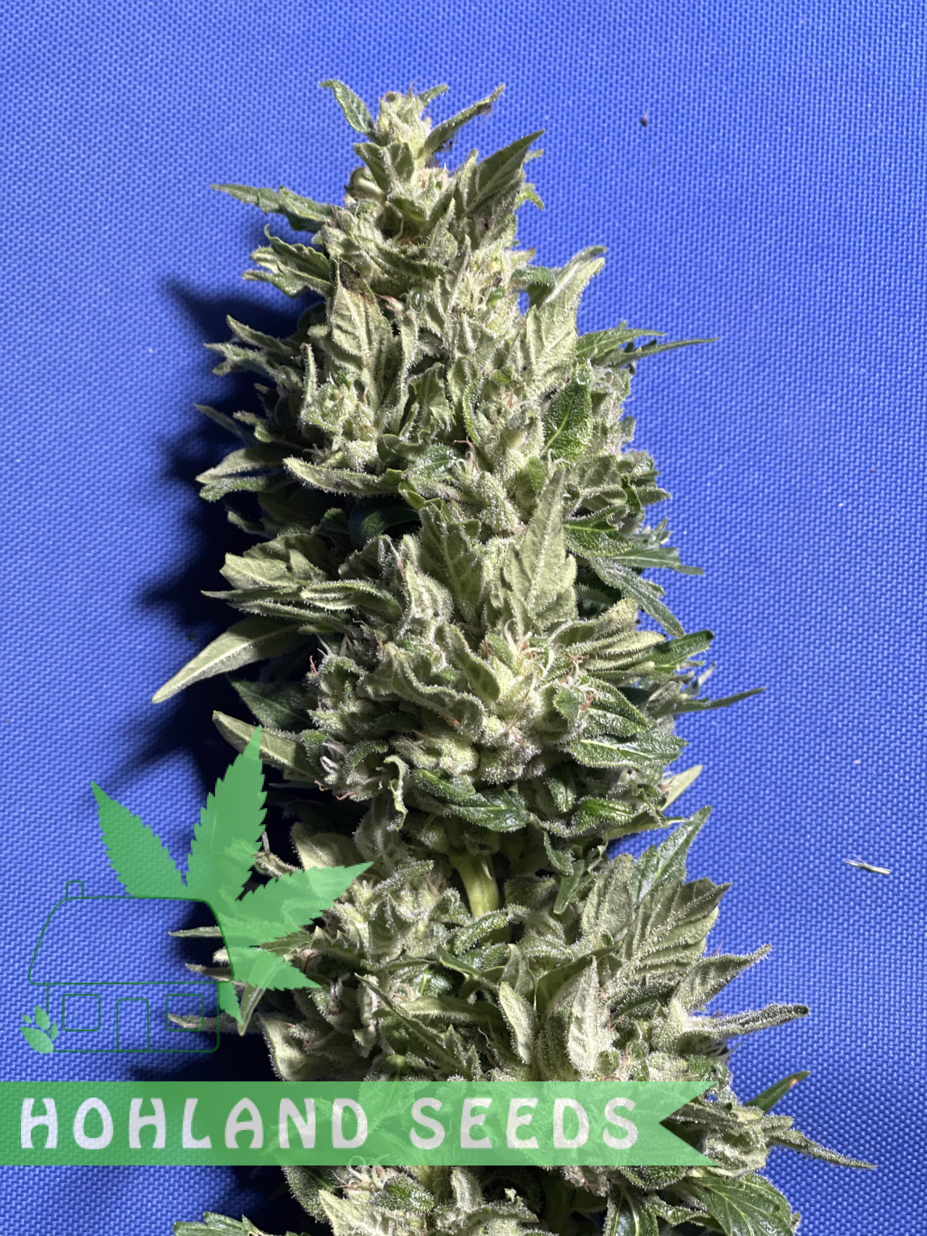 Bruce Lemon Diesel Auto Bruce Lemon Diesel Auto