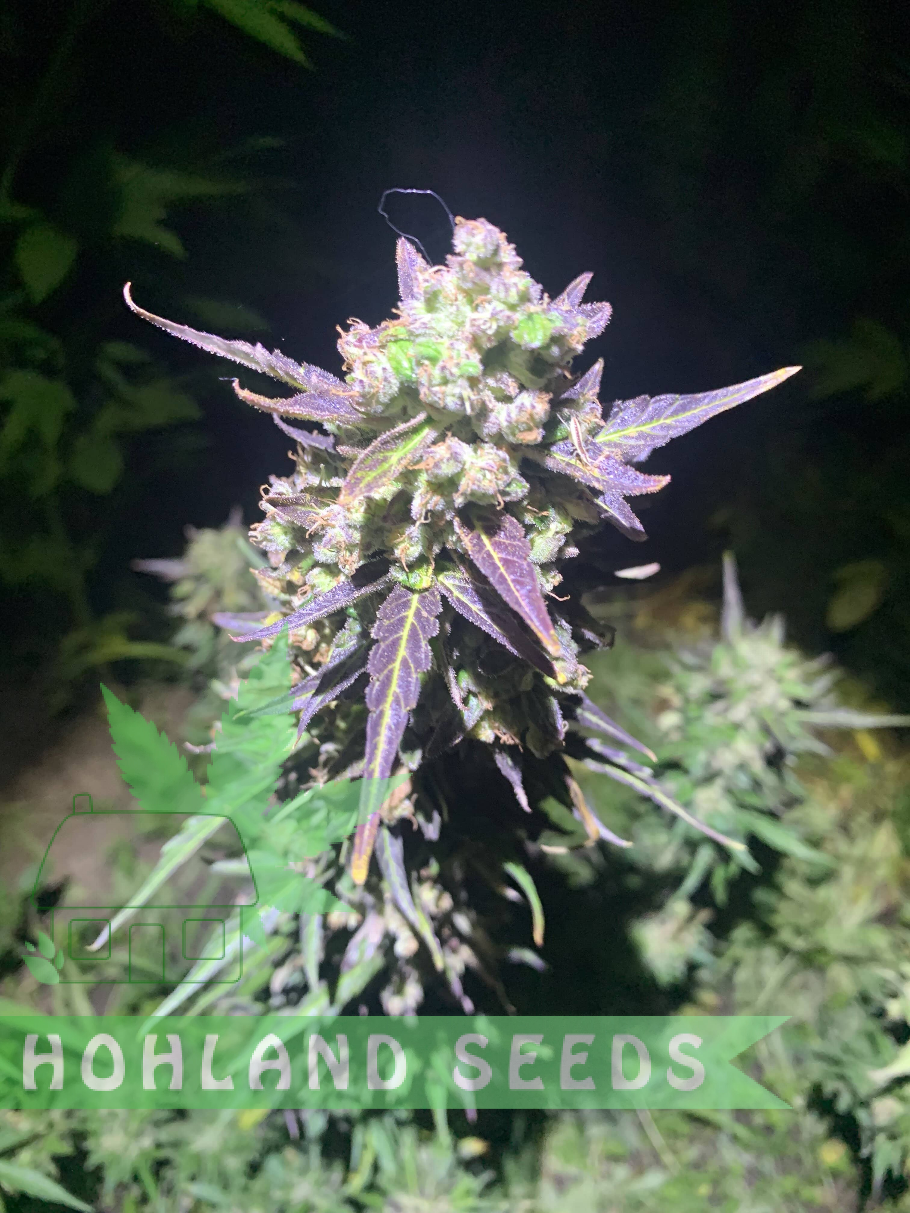 Bruce Lemon Diesel Auto Bruce Lemon Diesel Auto