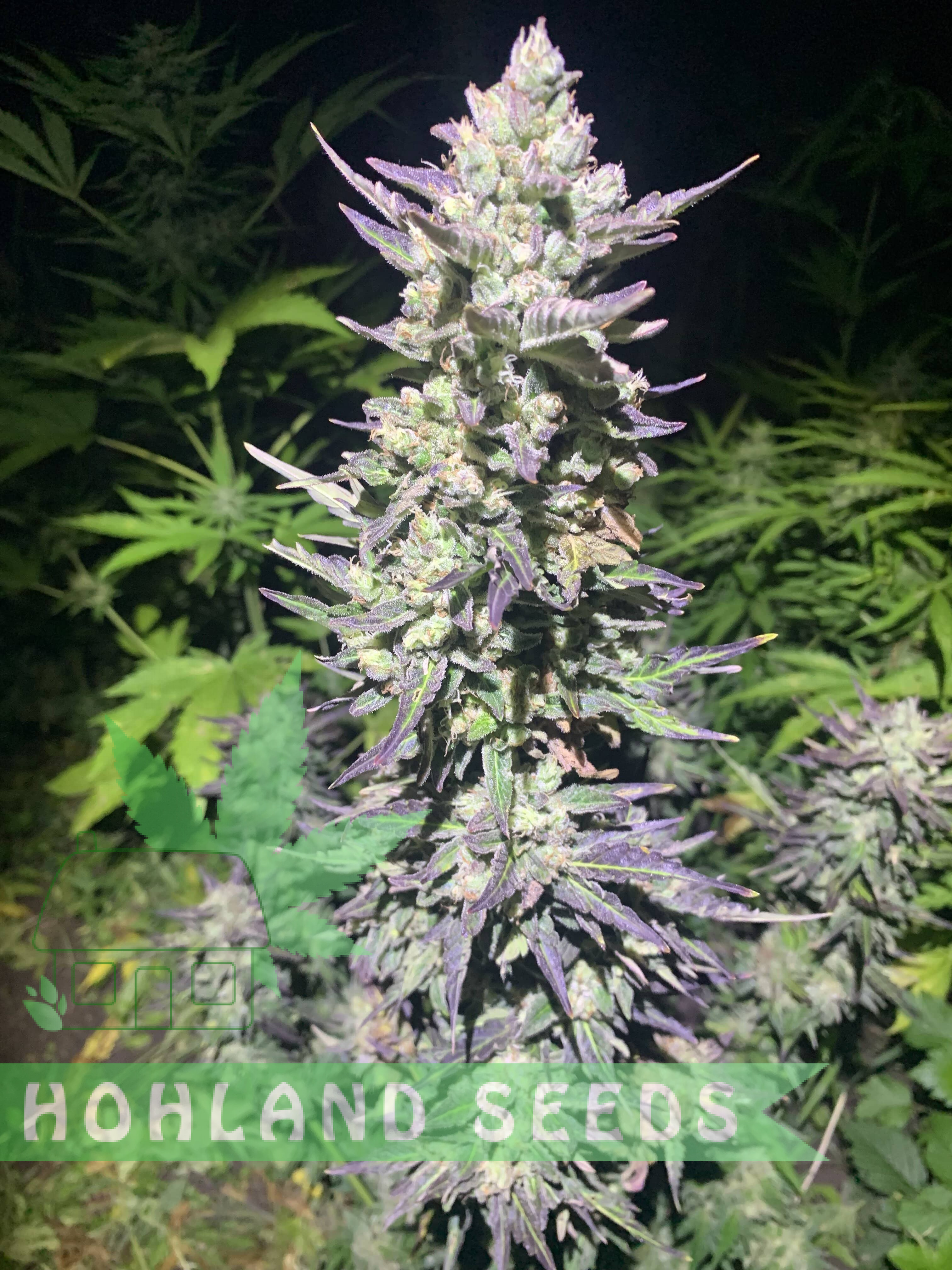 Bruce Lemon Diesel Auto Bruce Lemon Diesel Auto