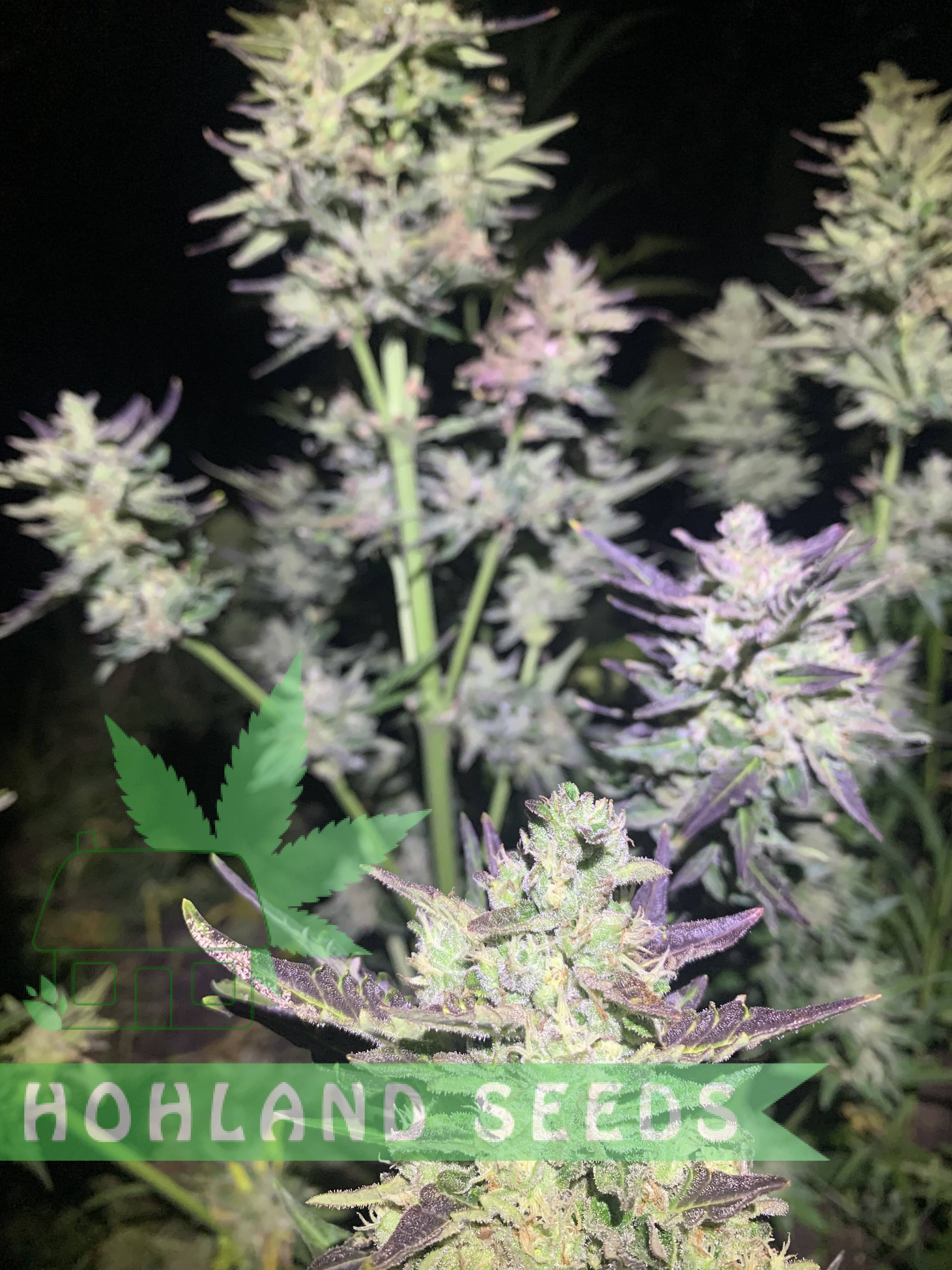 Bruce Lemon Diesel Auto Bruce Lemon Diesel Auto
