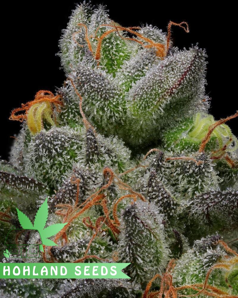 Cream Caramel Feminized Cream Caramel Feminized