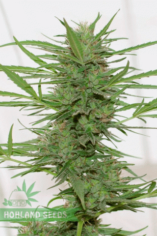 dr. Greenthumb’s Dedoverde Haze Auto dr. Greenthumb’s Dedoverde Haze Auto