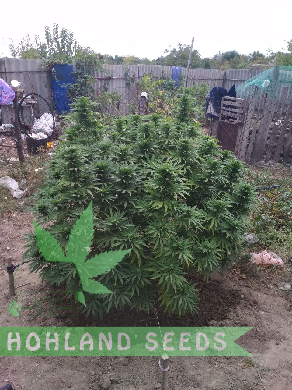 Eleven Roses Early Version Eleven Roses Early Version