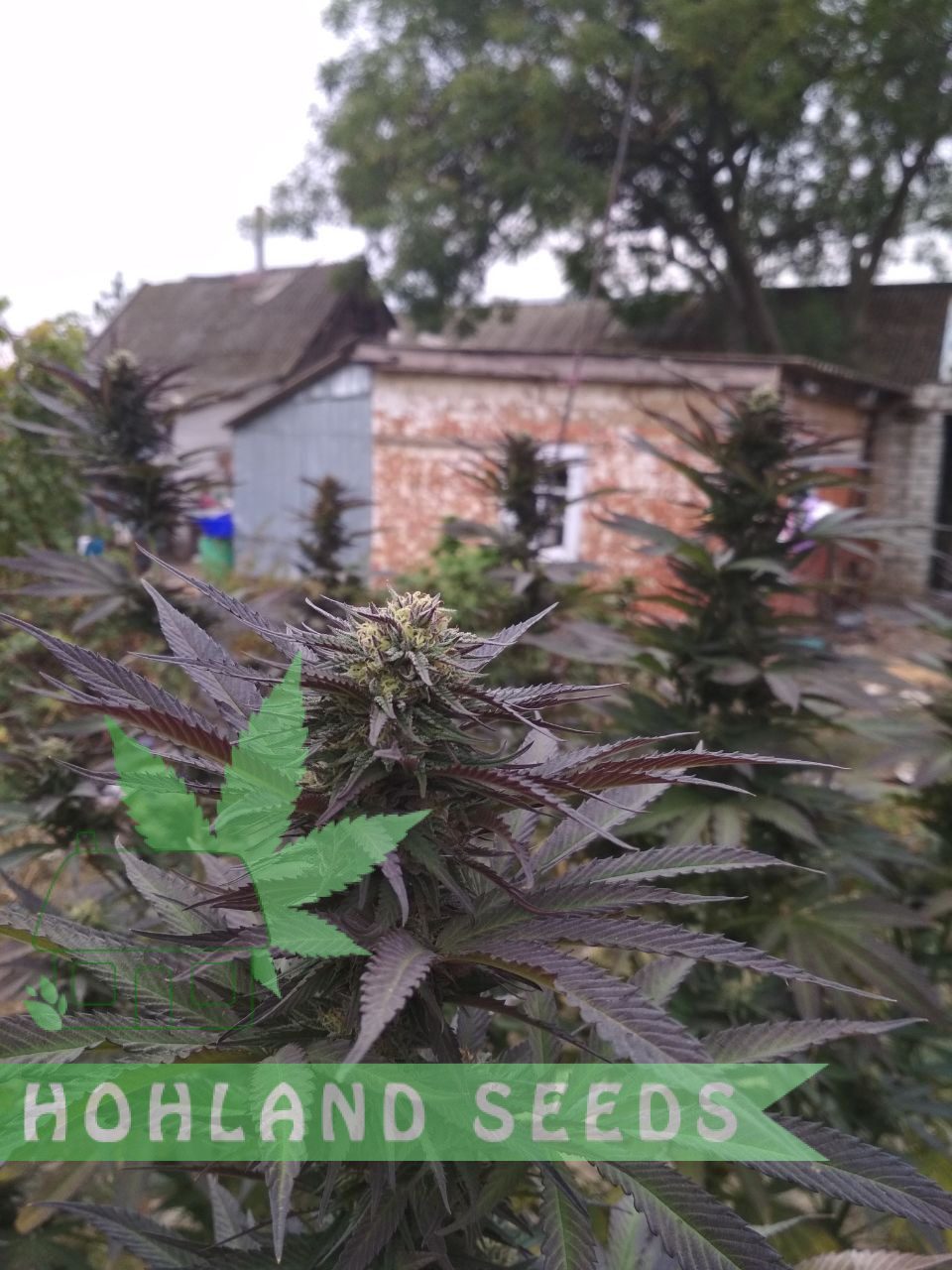 Eleven Roses Early Version Eleven Roses Early Version