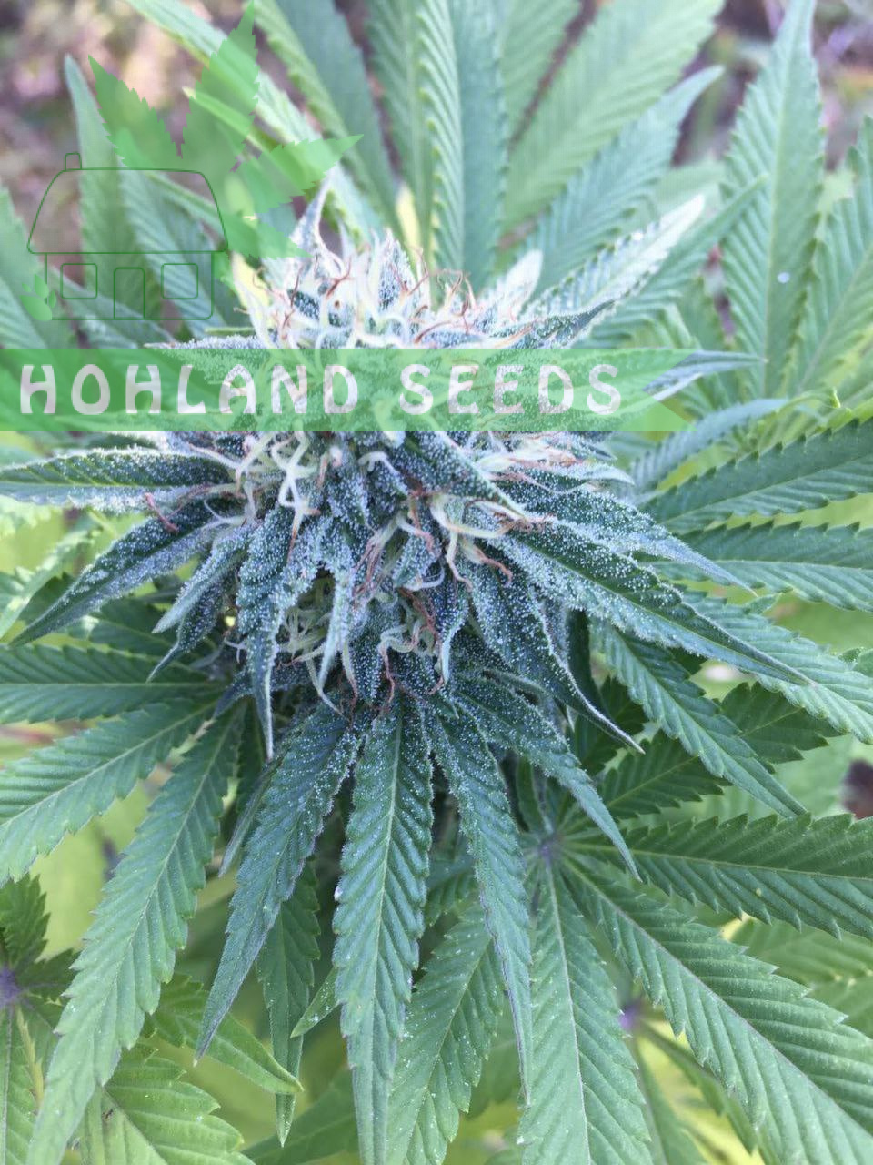 Gorilla Girl XL Auto Gorilla Girl XL Auto