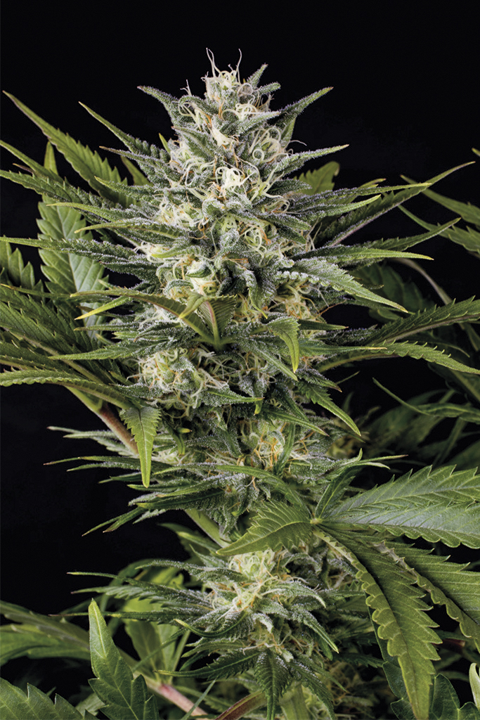 Pineapple Skunk Pineapple Skunk