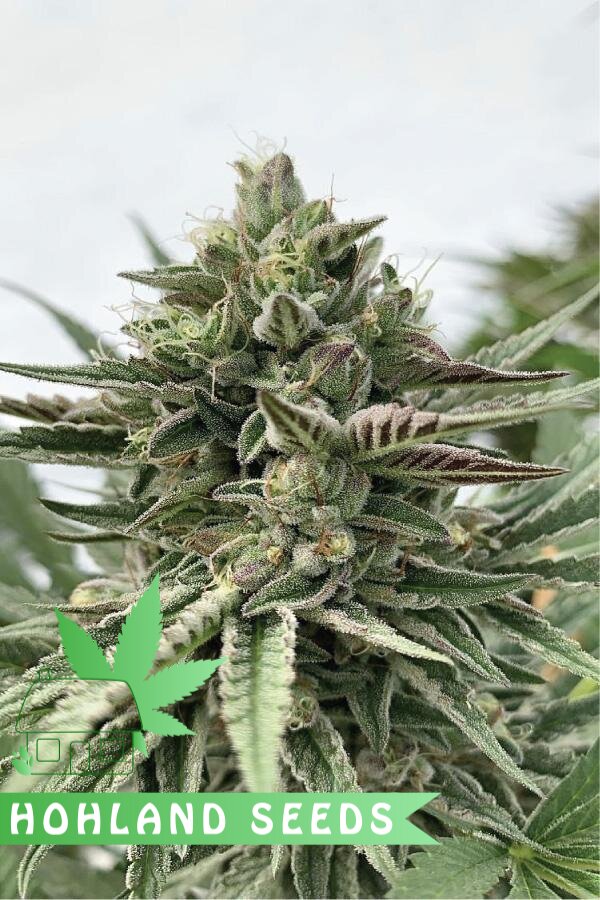Humboldt Pound Cake Humboldt Pound Cake
