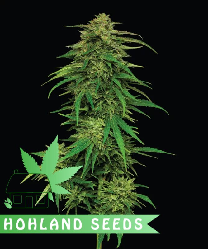 Mango Sherbert Autoflower Mango Sherbert Autoflower