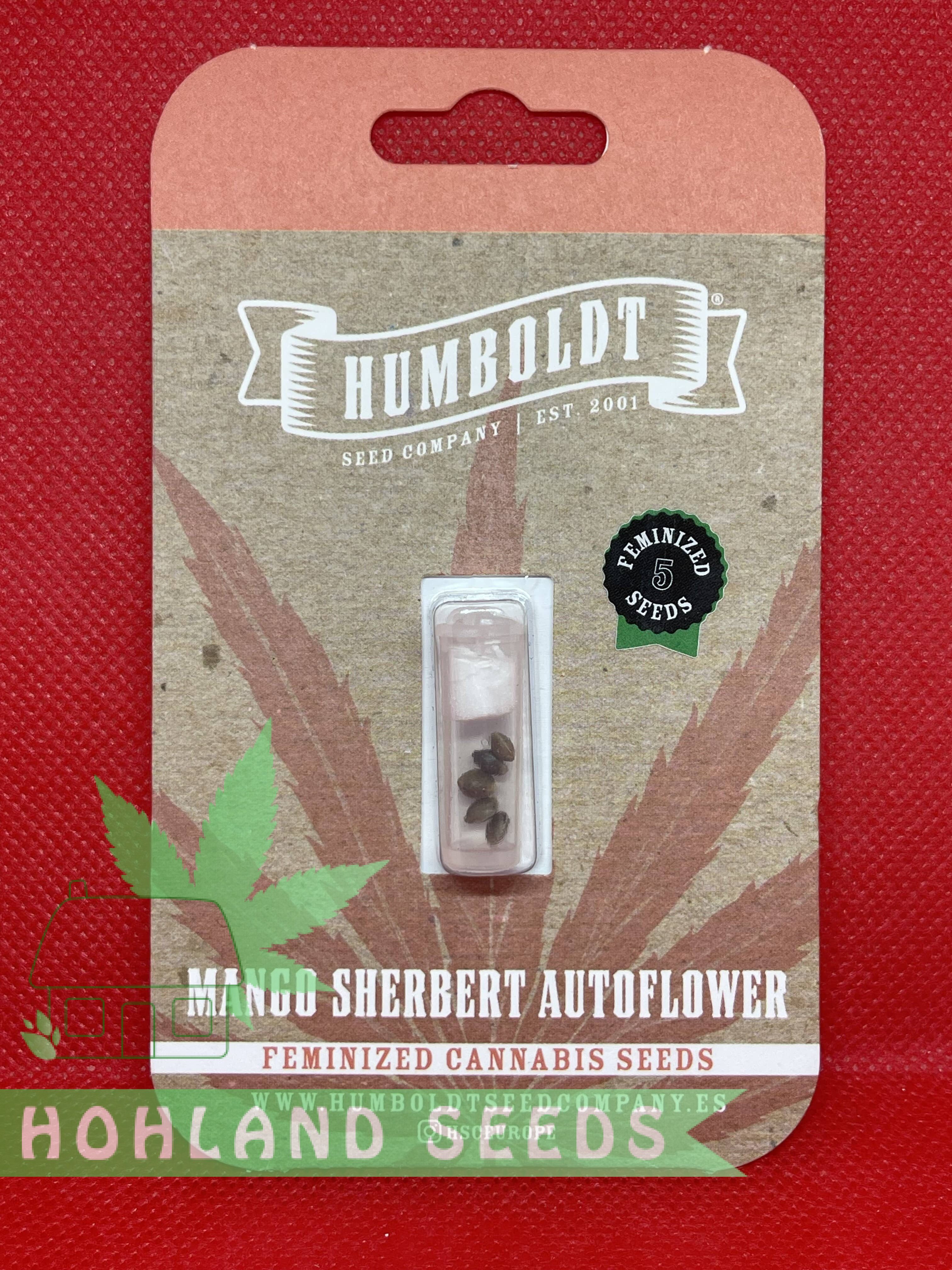 Mango Sherbert Autoflower Mango Sherbert Autoflower