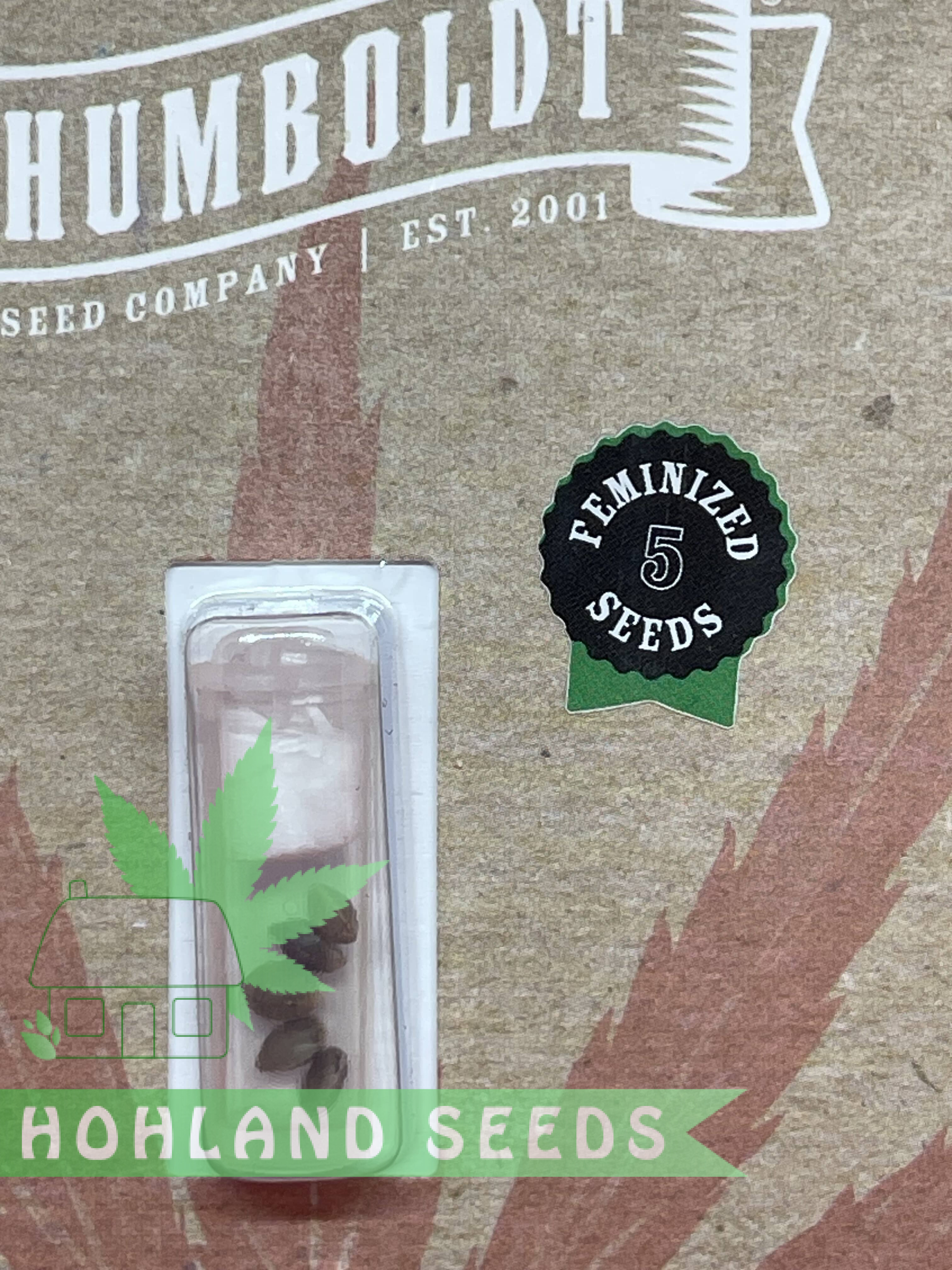 Mango Sherbert Autoflower Mango Sherbert Autoflower