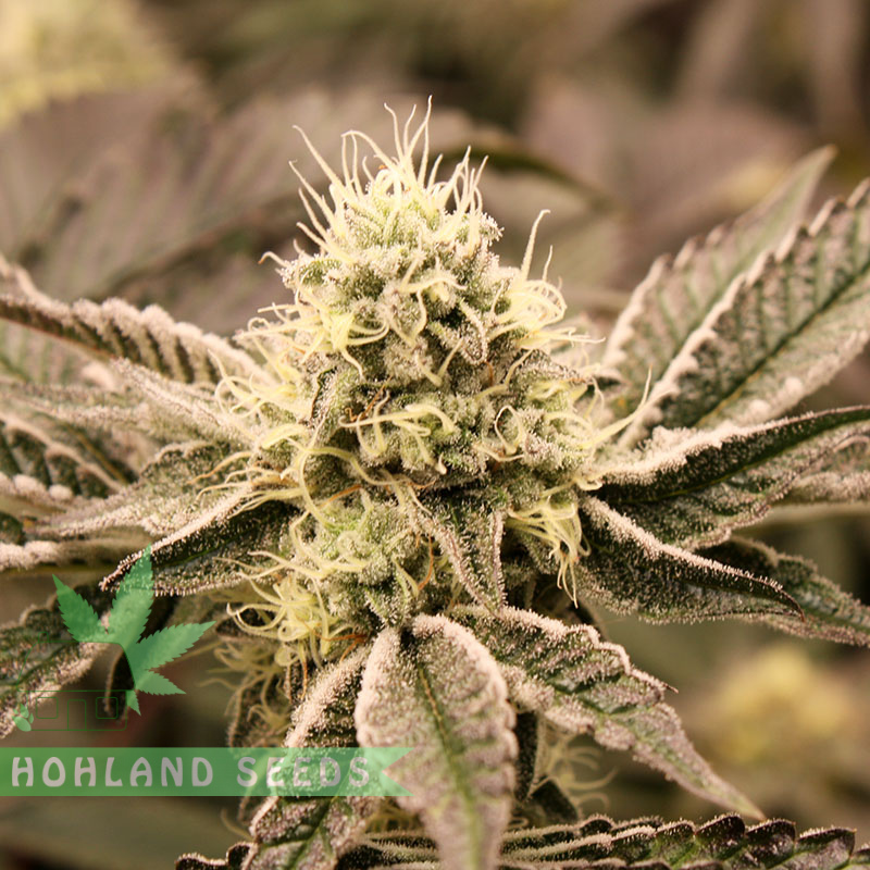 Mouth Wash Mouth Wash