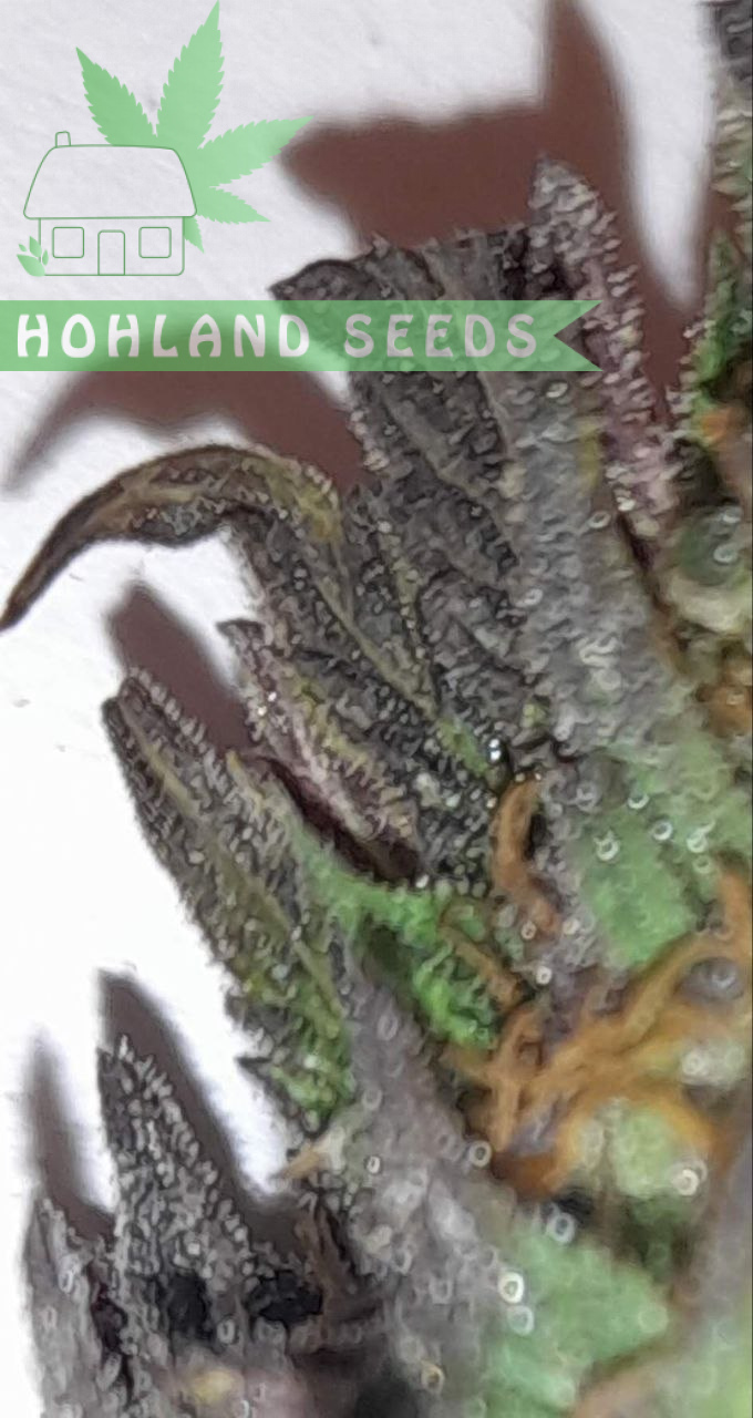 Orange Apricote Glue XL Auto Orange Apricote Glue XL Auto