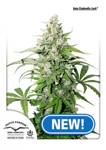 Auto Cinderella Jack Auto Cinderella Jack