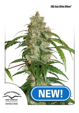 CBD Auto White Widow CBD Auto White Widow