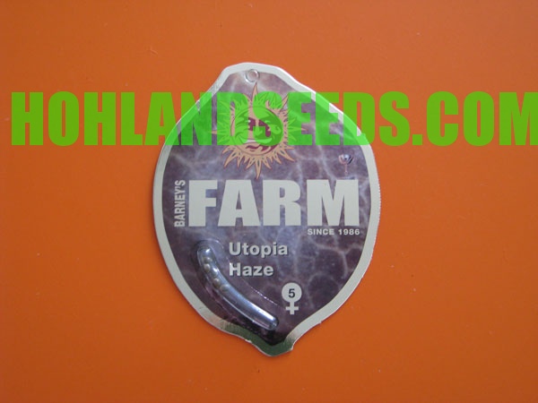 Utopia Haze Utopia Haze
