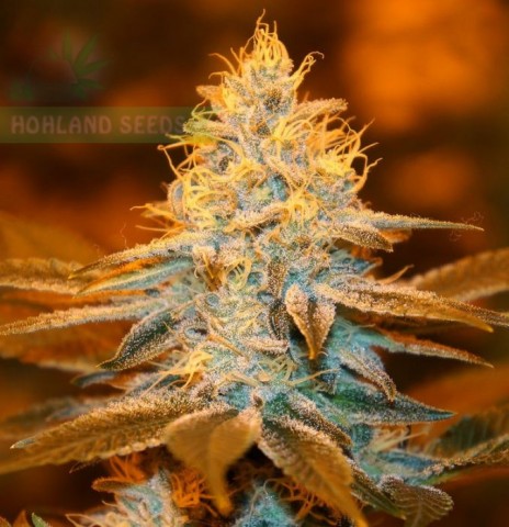 Strawberry Glue Strawberry Glue