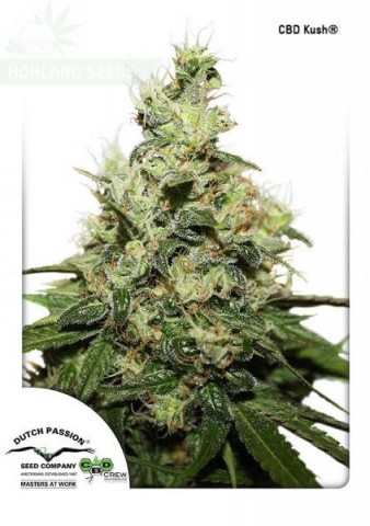 CBD Kush CBD Kush